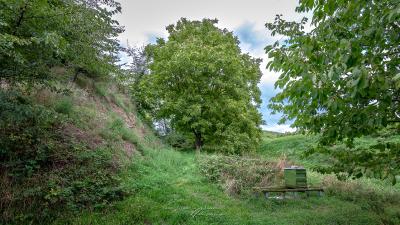 Köndringen Burgstelle Bürgle - Burggraben Westansicht