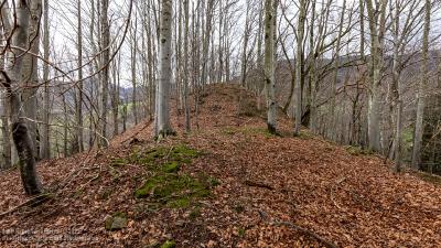 Burg Yach bei Elzach - Halsgraben - Westansicht